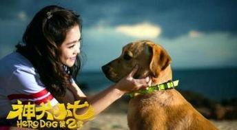 神犬小七2在线观看,忠诚守护，再续传奇